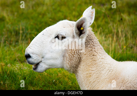 Bleating pecora su pascolo in Scozia Foto Stock
