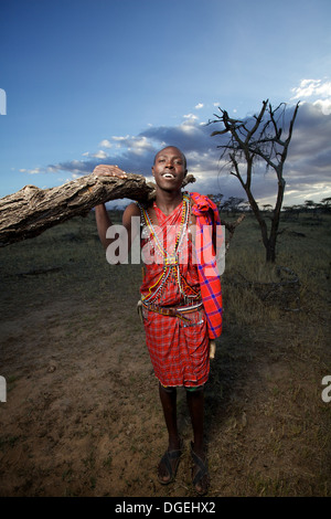 Uomo masai la raccolta di legno per combustibile, Mara regione, Kenya Foto Stock