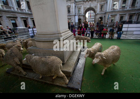 Londra REGNO UNITO. Xx oct, 2013. Bowmont Pecore Merino prendere sopra il cortile della Royal Academy di Londra come parte della campagna per la settimana di lana di credito: amer ghazzal/Alamy Live News Foto Stock