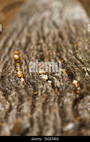 Weathered incrinato driftwood drift legname log registra trave travi sul bagnato pietra ghiaiosa spiaggia ghiaiosa mare in East Sussex Foto Stock