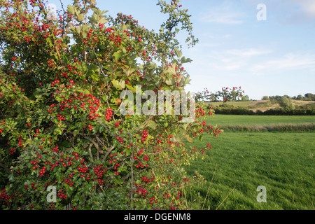 Bacche di biancospino (Crataegus monogyna), nella siepe, terreni agricoli, West Yorkshire, Englnad, UK, Settembre Foto Stock