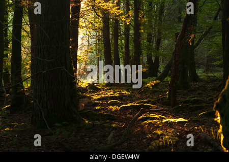 Serata estiva splendenti alla luce del sole attraverso gli alberi Foto Stock