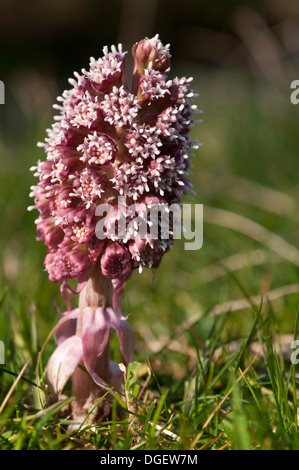 Ritratto del butterbur, Petasites hybridus in fiore Foto Stock