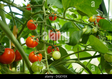 Pianta di pomodoro con il rosso e il verde di pomodori Foto Stock