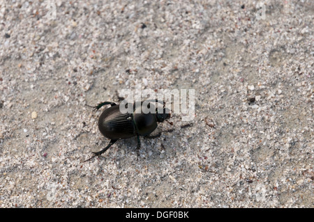 Scarabeo di Dor Foto Stock