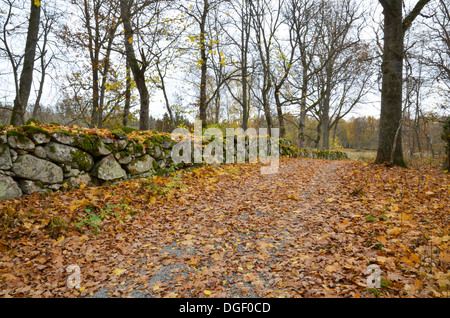 Un vecchio paese strada lungo una stonewall in autunno nella provincia svedese Smaland. Foto Stock