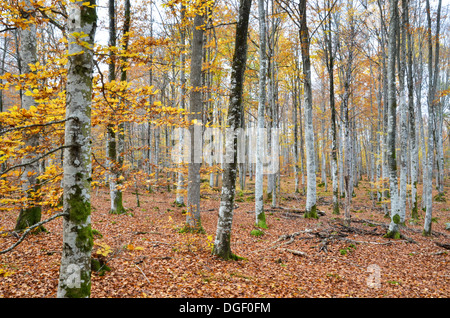 Vista da una svedese del bosco di faggio in autunno alla provincia Smaland. Foto Stock
