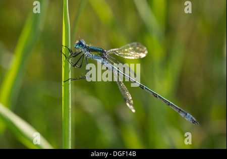 Retroilluminato con un colpo di un maschio di Lestes dryas scarse damselfly smeraldo Foto Stock