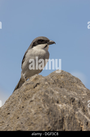 Un deserto Grey Shrike Lanius elegans arroccata su una roccia Foto Stock