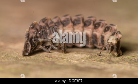 Un glow worm larva avvolto a ricciolo in postura di protezione con testa retratta su legno Foto Stock