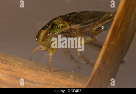 Un piattino bug. Foto scattata in un acquario di impostare e creatura uscito illeso dopo Foto Stock