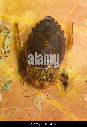 Un piattino bug. Foto scattata in un acquario di impostare e creatura uscito illeso dopo Foto Stock