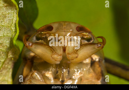 Un piattino bug. Foto scattata in un acquario di impostare e creatura uscito illeso dopo Foto Stock