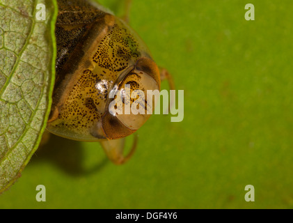 Un piattino bug. Foto scattata in un acquario di impostare e creatura uscito illeso dopo Foto Stock