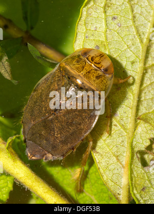 Un piattino bug. Foto scattata in un acquario di impostare e creatura uscito illeso dopo Foto Stock