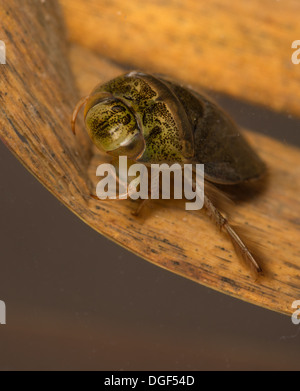 Un piattino bug. Foto scattata in un acquario di impostare e creatura uscito illeso dopo Foto Stock