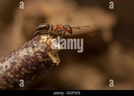 Legno ant su ramoscello Foto Stock