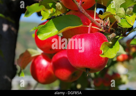 Apfel am Baum - Apple su albero 151 Foto Stock