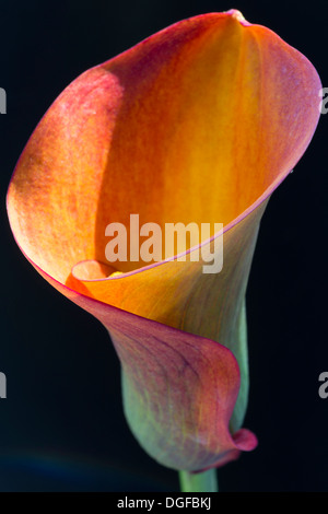 Arancio-rosso fiore di una calla o Calla Lily (Zantedeschia) Foto Stock