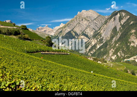 La viticoltura terrazze, Premploz, Conthey, Canton Vallese, Svizzera Foto Stock