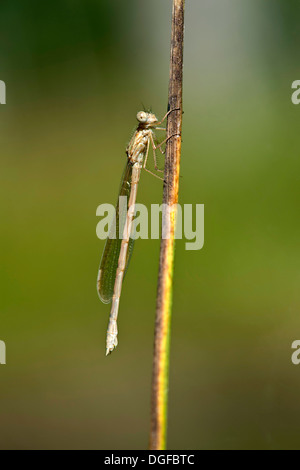 Comune Damselfly invernale (Sympecma fusca), di recente il tratteggio femmine, Cantone di Ginevra, Svizzera Foto Stock