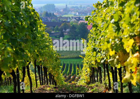 Vigneto dopo la vendemmia, Altmannsdorf nel retro, Altmannsdorf, Michelau im Steigerwald, bassa Franconia, Baviera, Germania Foto Stock