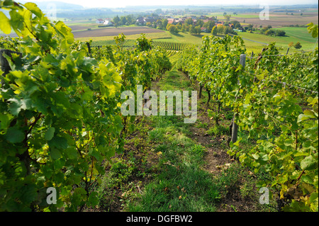 Vigneti con vista di Altmannsdorf, Altmannsdorf, Michelau im Steigerwald, bassa Franconia, Baviera, Germania Foto Stock