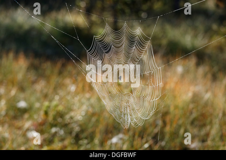 Giardino europeo Spider o Croce Orbweaver (Araneus diadematus) in un web, Steingaden, Pfaffenwinkel regione Baviera superiore Foto Stock