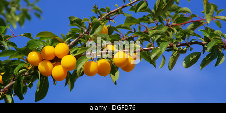 Mirabellen am Baum - mirabelle prugne presso la struttura ad albero 06 Foto Stock