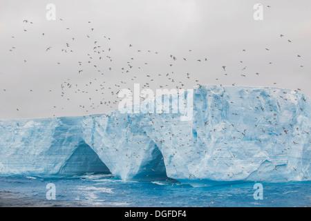 Cape Petrel, Cape piccione o Pintado Petrel (Daption capense) su un iceberg nel sud dell'Oceano Atlantico, il Mare di Weddell Foto Stock