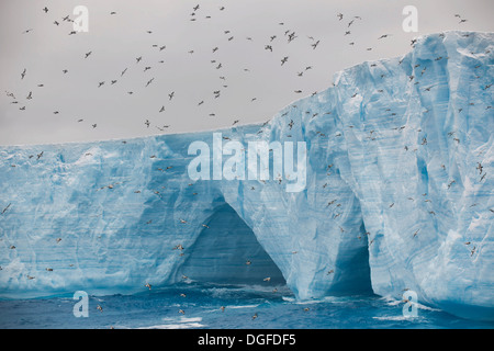 Cape procellarie, Cape piccioni viaggiatori o Pintado procellarie (Daption capense) su un iceberg nel sud dell'Oceano Atlantico, il Mare di Weddell Foto Stock