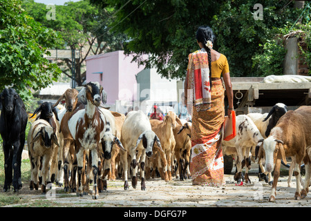 Donna indiana a piedi tra un allevamento di capre nelle zone rurali un villaggio indiano. Andhra Pradesh, India Foto Stock