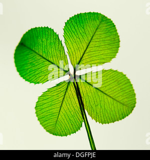 Un tradizionale buona fortuna simbolo quattro leaf clover Jane Ann Butler JABP Fotografia1057 Foto Stock