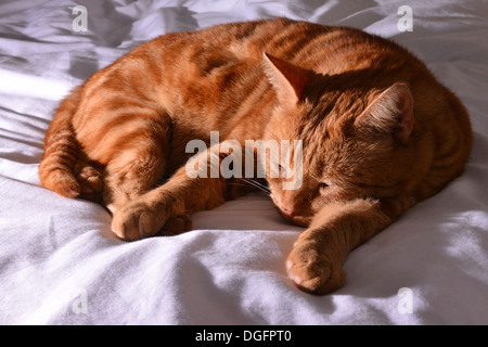 Lo zenzero cat dormire su un foglio bianco Foto Stock