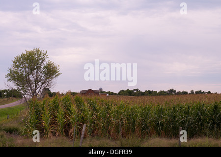 Casa rurale in un cornfield sotto un cielo nuvoloso Foto Stock