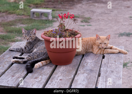 Due gatti relax su una tabella Foto Stock