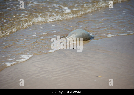 Porth Neigwl, il Galles del Nord scene: Foto Stock