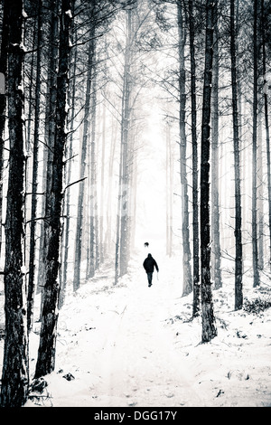 Cane a camminare nella neve su una coperta di neve sentiero forestale Foto Stock