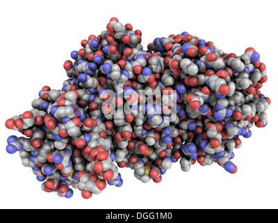 Struttura chimica di ricin, altamente tossico, presenti naturalmente lectina Foto Stock