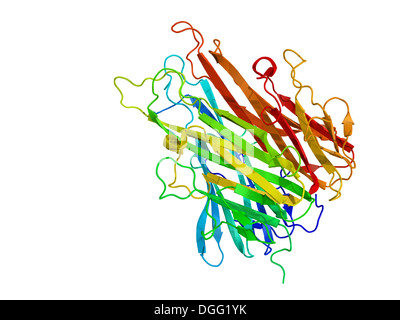 Fattore di necrosi tumorale (TNF, cachexin, cachectin) proteina, una citochina che svolge un ruolo importante nell'infiammazione e immunità. Foto Stock