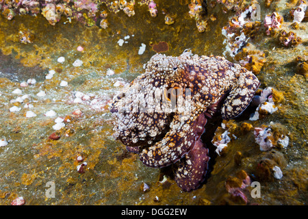 Polpo, Octopus vulgaris, Roca Partida, Revillagigedo Islands, Messico Foto Stock