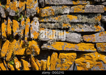 Close-up di una pietra a secco parete ricoperta di lichene arancione. Foto Stock