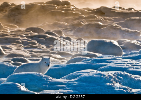 Arctic Fox (Vulpes vulpes lagopus), Canada Foto Stock