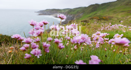 L'Armeria maritima, nome comune 'Rosa parsimonia', crescente sulla fascia costiera in cima alla scogliera in North Devon, Regno Unito. Foto Stock