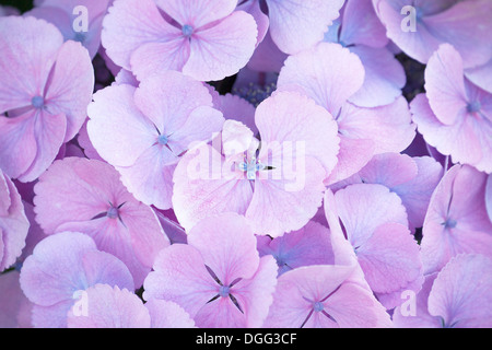 Close up di Hydrangea macrophylla fiori con profondità di campo e il punto di messa a fuoco sul fiore nel centro del telaio. Foto Stock