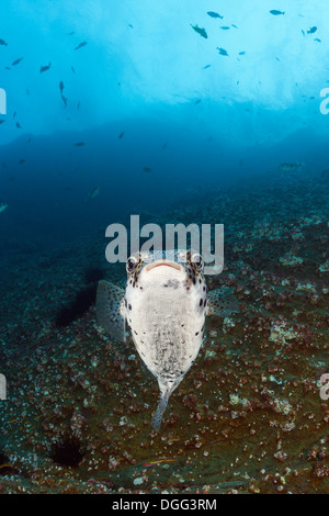 Common Porcupinefish, Diodon hystrix, San Benedicto, Revillagigedo Islands, Messico Foto Stock