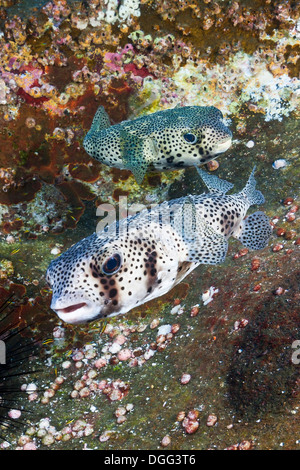 Common Porcupinefish, Diodon hystrix, San Benedicto, Revillagigedo Islands, Messico Foto Stock