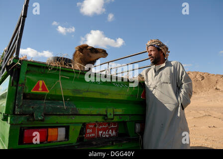 Beduino con dromedario sulla vettura nel deserto tra Al Fayoum Oasis e Bahariya oasi nel deserto libico, Egitto, Africa Foto Stock