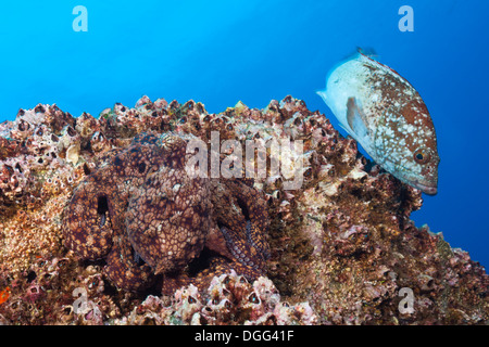 Polpo, Octopus vulgaris, Socorro, Revillagigedo Islands, Messico Foto Stock