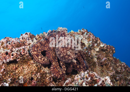 Polpo, Octopus vulgaris, Socorro, Revillagigedo Islands, Messico Foto Stock